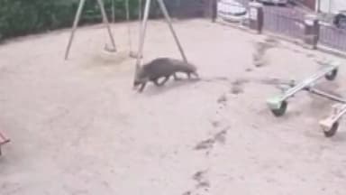 대전 도심에서 잇따라 멧돼지 출몰...1마리 포획