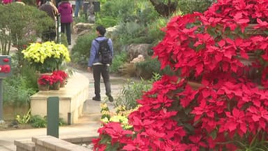 미세먼지 피해 실내로...도심 속 식물원, 온실 정원 '발길'