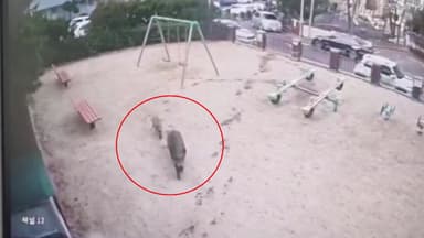 대전 정림동서 이틀 만에 또 멧돼지 출몰