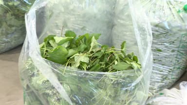 일찍 찾아온 봄 향기...하동 취나물 출하