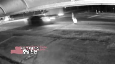음주 뺑소니 후 "개를 친 것 같다"...결국 구속 [앵커리포트]