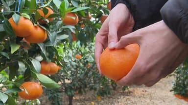 미국산 감귤 '무관세' 시대...제주 만감류 농가 '긴장'
