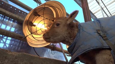 동장군 입김에 50m 폭포 '꽁꽁'...송아지도 '오들오들'