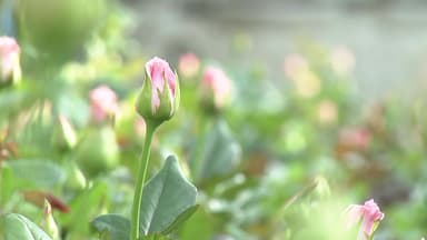 한파 길어지며 난방비 급증...화훼농가 '비상'