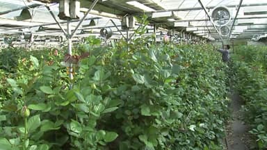 강추위 버티는 화훼농가...난방비 폭탄에 '울상'