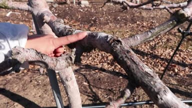 [녹색] "잠든 세균을 찾아라"...과수화상병 겨울 궤양 제거 '총력전'