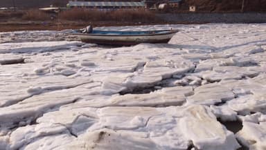 "최강 한파에 바다도 얼었다"...감태 수확 차질