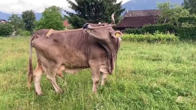 세계에서 가장 똑똑한 소?..."등이 가려우면 도구를 사용하죠"