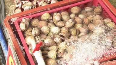 '조개의 황제' 풍년 맞았다...홍성 새조개 축제 개막