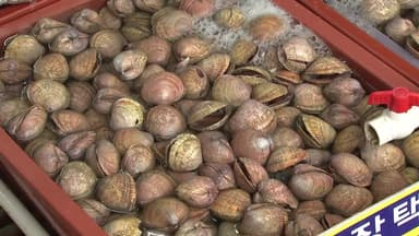 서해안의 맛 품은 '새조개'...작황 회복에 축제 활기