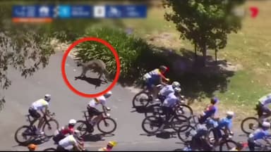 [나우쇼츠] 호주 사이클 대회 도중 선수들에게 돌진한 캥거루