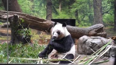일 마지막 판다 2마리 반환...54년 만에 판다 '제로'