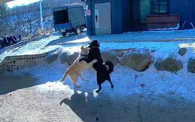 "개들도 연애합니다"…산골 반려견 커플의 '달달' 러브스토리