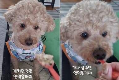 떠먹여야 입 여는 강아지…사람이니? SNS 80만 뷰 부른 식사법