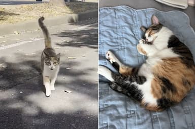 같은 자리에서 1년 기다린 길고양이 근황…"뚱냥이 됐다옹~"