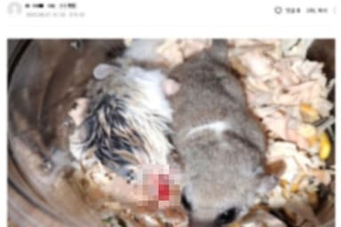 햄스터 강제합사 생중계…[어텐션 뉴스]