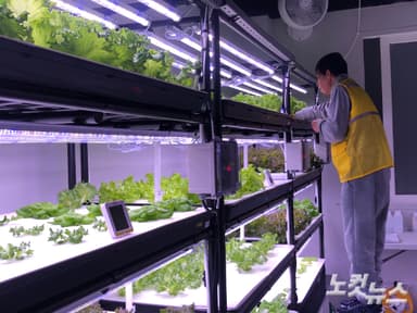 "채소가 우리를 키웁니다"스마트팜으로 일구는 노숙인 자립의 꿈