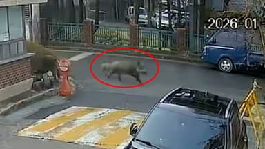 당신이 길을 가다가 멧돼지를 만난다면…[영상]