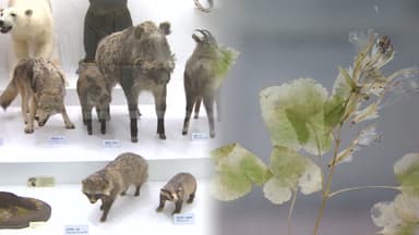 눈 내리는 주말 실내로…도심 자연사박물관 나들이