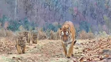 엄마 따라 졸졸…백두산 호랑이 가족 첫 포착