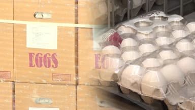 가격 안정 위해 미국산 계란 224만 개 시범 수입