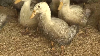 나주 육용오리 농장서 고병원성 조류인플루엔자 발생