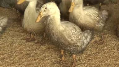 나주 육용오리 농장서 고병원성 조류인플루엔자 발생