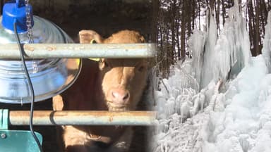 '최강 한파'에 얼어붙은 강원도…소들도 "춥다 음머~"