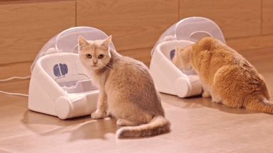 얼굴 인식해 등록된 고양이만 밥 준다…AI 자동급식기 등장