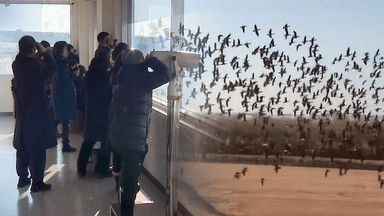 도심 속 장항습지에서 만나는 겨울 철새 군무