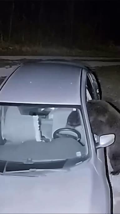 일본, 겨울잠 안 자는 '신세대 곰'에 골머리…"인간이 자초한 재앙"