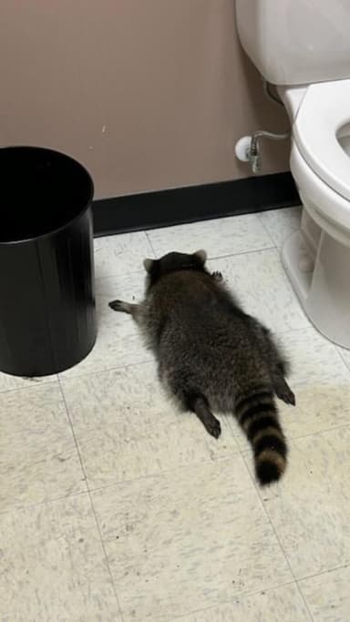 ‘만취 실신’으로 화제 된 라쿤, 알고 보니 상습 상점 침입범