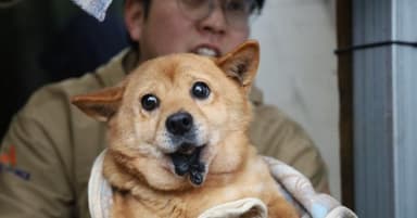 '강아지 공장'서 구조된 턱 없는 개, 정말 해외 입양밖엔 안 될까요?