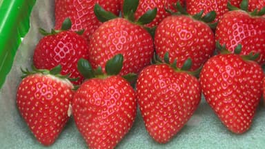 신품종 딸기로 경쟁력 강화...수출 효자 역할 '톡톡'