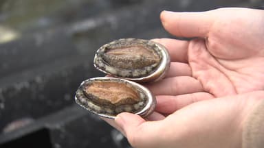 되돌아온 제주 '오분자기'...10년 방류 사업으로 부활