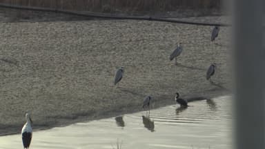 고창 해리천에 천연기념물 황새 80여 마리 월동 확인