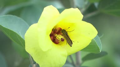 역대 2번째 뜨거웠던 제주...식물 생태계에도 영향