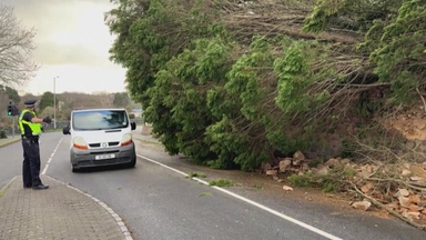 아름드리 고목도 쓰러뜨린 영국 강풍...정전·교통 차질 속출