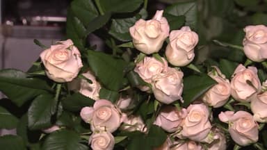 한파에 꽃 시들까 불안...화훼농가 "난방비 천만 원"