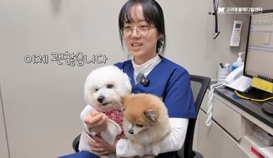 "식단 바꿔서 살렸어요"…난치성 장질환 비숑에 희망 준 수의사